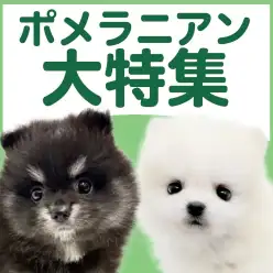 【 ポメラニアン特集 】7/23現在在店中の爆毛ワンコ!最新動画付き!