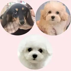 【 しつけ個別相談会 】愛犬との絆の結び方レクチャーとお悩み相談!