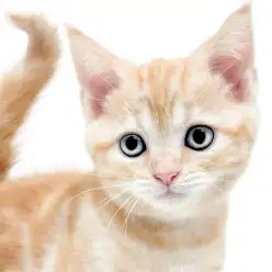 【 マンチカン 】遊ぶの大好き!人懐っこさ120%の足長クリームマンチ!