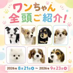 【 お知らせ 】お客様大感謝祭開催!マルワン板橋志村坂下店のワンちゃんをご紹介!