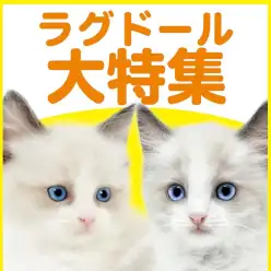 【 ラグドール特集 】8/20現在在店中の青い瞳が美しい美猫特集!最新動画付き!