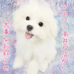 【 お知らせ 】現在メガドン・キホーテに改装中！マルワン高井戸店は毎日営業してます