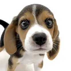 【 ビーグル 】お問い合わせ多数!いつの時代も人気の犬種ビーグルちゃんの最新情報