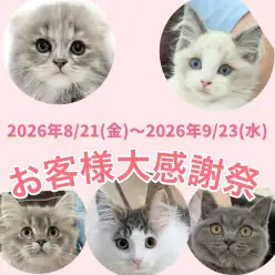 【 お知らせ 】お客様大感謝祭開催中!マルワン武蔵浦和店の子猫をご紹介