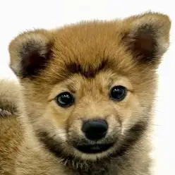 【 MIX 】ポメラニアン×豆柴の激レアのポメ豆！！忠実で運動が得意な小型犬！
