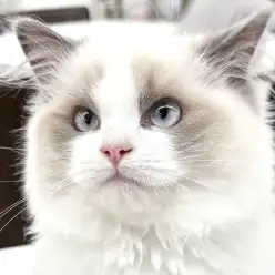 【 ラグドール 】生後5ヶ月、更に美しく穏やかな性格の究極美猫の成長記録!