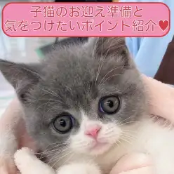 【 保存版 】初心者ユーザーさま必見！子猫のお迎え準備と生活ポイント徹底ガイド！