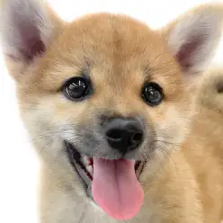 【 柴犬 】王道スタイルから進化スタイルへ！忠犬らしいルックスと愛嬌の成長記録