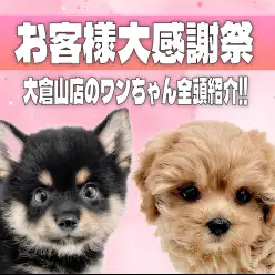 【 お客様感謝祭 】マルワン大倉山店の個性豊かなワンちゃん全頭紹介！