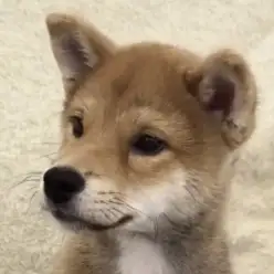 【 柴犬 】癒し効果抜群!穏やかな性格が魅力の赤柴の男の子が埼玉浦和に登場