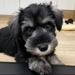【 シュナウザー 】生後2ヶ月のシュナウザー子犬のお迎えQ &A！！