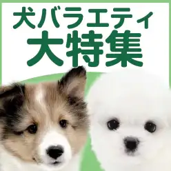 【 犬バラエティ特集 】8/20個性豊かな子犬バラエティ特集！最新動画は必見！