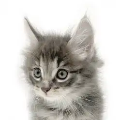 【 ノルウェージャンフォレストキャット 】思わず足が止まる美猫ノルちゃん!