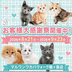 【 お知らせ 】お客様大感謝祭開催！マルワンワカバウォーク鶴ヶ島店の子猫紹介！