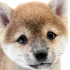 【 豆柴 】小柄で凛々しいイケメン!陽気でフレンドリーな赤毛の日本犬男子が登場!