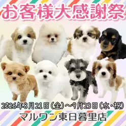 【 お知らせ 】お客様大感謝祭開催中！マルワン東日暮里店のワンちゃんをご紹介！