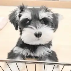 【 城山店パピートレーニング 】シュナちゃんのフェンス（境界線）トレーニング