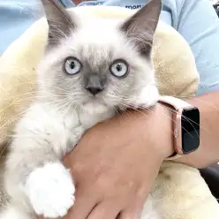 【 バーマン 】希少猫種が初入店！甘えん坊な性格が好みの方は必見！