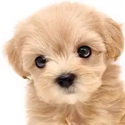 【 マルプー 】大人気MIX犬！最高に可愛い女の子！飼いやすさの秘密を紹介します