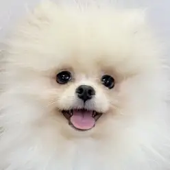 【 ポメラニアン 】爆発的な毛量でふっわふわ！沖縄生まれのぽっちゃん2ndブログ
