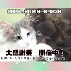 【 お知らせ 】お客様大感謝祭開催中！高井戸店のネコちゃんをご紹介！