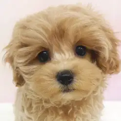 【 MIX 】10日経過!子犬の生活に大切な事3選クリアしたマルプー!