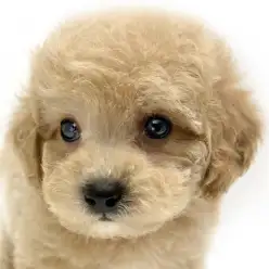 【 MIX犬 】アプリコットが眩しいビションプーが東川口店で初お披露目！