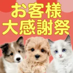 【 お客様大感謝祭 】愛情プライスレスでプライスダウン！子犬子猫お迎えチャンス！