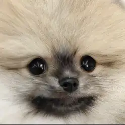 【 ポメラニアン 】生後2ヶ月半！日々可愛いを更新中の愛嬌たっぷりタヌキポメ！