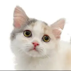 【 マンチカン 】見つめられたら虜!短足すぎる癒し系マンチちゃん