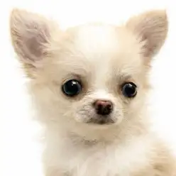 【 チワワ 】極小ボディに可愛さをぎゅっと詰め込んだチワワちゃんが仲間入り!