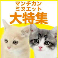 【 マンチカン・ミヌエット特集 】8/6現在在店中の短足ニャンコ!最新動画は必見