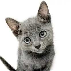 【 ロシアンブルー 】見た目とのギャップが凄すぎる？！甘えん坊な子猫