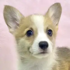 【 コーギー 】食パンじゃありません。可愛さ全開のコーギーちゃんをご紹介!