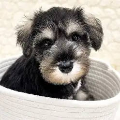 【 Mシュナウザー 】これで完璧!子犬をお迎え前に知っておきたいお手入れ方法