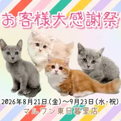 【 お知らせ 】お客様大感謝祭開催中！マルワン東日暮里店のネコちゃんをご紹介！