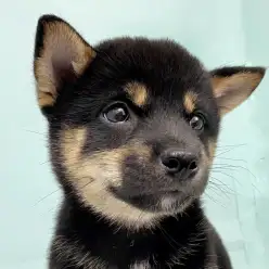 【 柴犬 】勾玉のような眉毛がチャームポイント!大人気黒柴くんが入店しました!