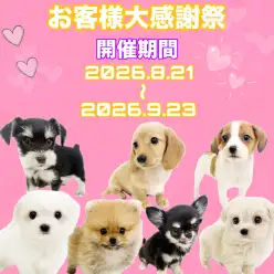 【 お客様大感謝祭 】北戸田店に在店中の可愛いすぎるワンちゃん達をご紹介！