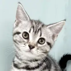 【 アメリカンショートヘア 】無邪気すぎる行動で虜にするアメショちゃんをご紹介!