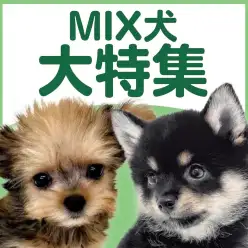【 MIX犬特集 】8/6現在在店中のオンリーワンコ!最新動画付き!