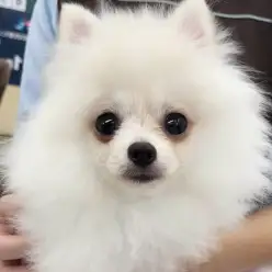 【 ポメラニアン 】お手入れマスターポメちゃんのお風呂シーンを特別大公開!