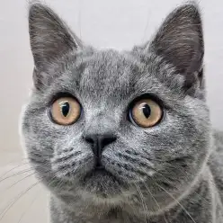【 ブリティッシュショートヘア 】動画で辿る日暮里成長LOG！ブリくんをご紹介！