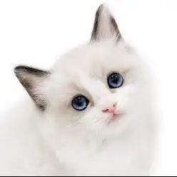 【 ラグドール 】これは反則級…！スタッフも惚れ込む愛され要素満載の子猫