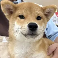 【 柴犬 】柴犬初心者さんにもおすすめ！穏やかで飼いやすい癒やし系の男の子