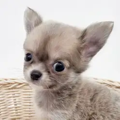 【 チワワ 】生後60日で驚異の366g！希少カラーの小さめチワワちゃんをご紹介