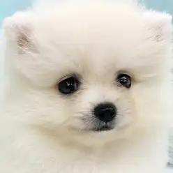 【 ポメラニアン 】まるでシロクマ?プレミアムに選ばれた純白ポメちゃんをご紹介!