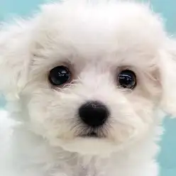 【 ビションフリーゼ 】綿あめのように真っ白なビションちゃんが新しく仲間入り!