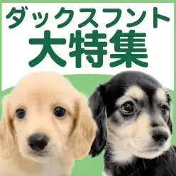 【 ダックスフント特集 】9/3現在在店中の胴長短足わんこ！最新動画付き！