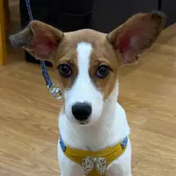 【 ジャックラッセルテリア 】オスワリマスター！生後5ヶ月を迎えたジャックちゃん