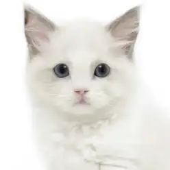 【 ラグドール 】飼いやすい穏やかな性格！青い瞳のプリンスが仲間入り！